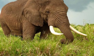 大象的腿像什么的句子 大象的腿像什么仿写句子示例