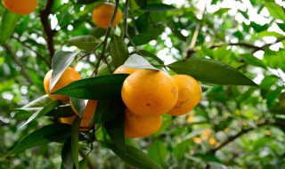 冰糖桔水怎么做 冰糖桔水的做法