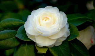 茶花的养植方法 如何养好茶花