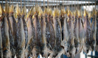 咸鱼的腌制方法 咸鱼的腌制方法与步骤