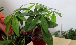 朋友搬新家适合送什么 朋友搬新家适合送什么合适