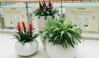 办公室适合养什么植物 办公室适合养的植物介绍