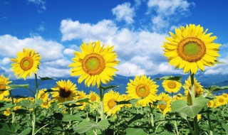 向日葵适合送什么人 向日葵送给什么人比较合适