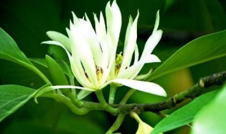 北方适合种什么树 适合北方种的树