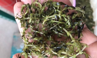 虾塘种草方法 有什么种植的技巧