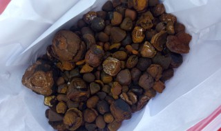 如何判断牛是否有牛黄 牛是否有牛黄的方法