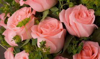 粉玫瑰的花语是什么意思 粉玫瑰代表的寓意