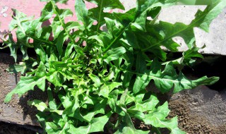 荠菜和荠荠菜一样吗 荠菜简介