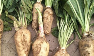 菊苣和菊苣根一样吗 菊苣和菊苣根功效有区别吗吗