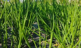 分葱什么时候种最合适 分葱时间