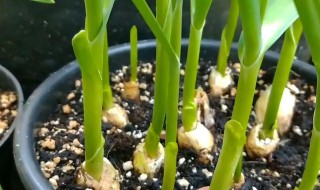 蒜苗怎么种才能长得快 蒜苗长得快的方法