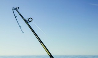 胖头鱼和草鱼哪个好吃 关于胖头鱼和草鱼哪个好吃