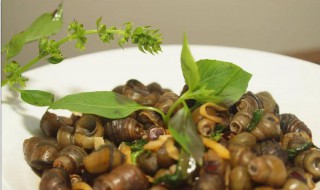 石螺不能跟什么一起吃 石螺不能与什么东西一起吃