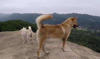 狗肉滚三滚神仙站不稳下一句是什么 狗肉滚三滚神仙站不稳介绍