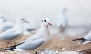 鸽子汤放鸡蛋可以喝吗 鸽子和鸡蛋能一起吃吗