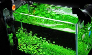 虾缸怎样清理 怎样清理虾缸