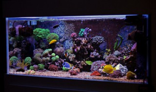 怎样清理鱼缸的残渣 如何清理鱼缸的残渣