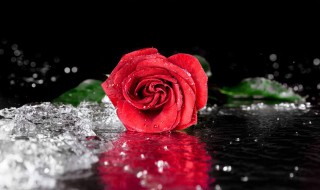 1朵玫瑰代表什么意思 1朵玫瑰代表的意思