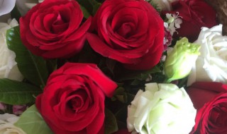 十一朵红玫瑰代表什么意思 十一朵红玫瑰代表的寓意