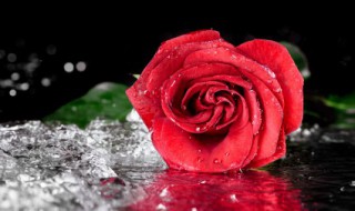 铿锵玫瑰的意思 铿锵玫瑰的寓意