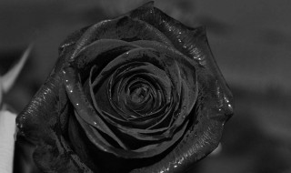 黑色玫瑰是什么意思 黑色玫瑰的含义