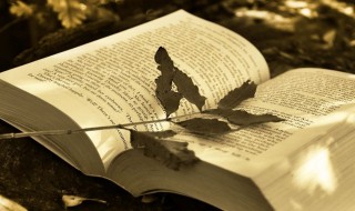 导游打一成语 导游打一成语介绍