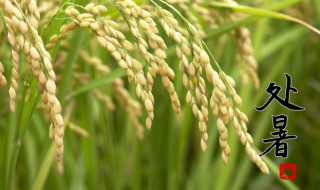 处暑是什么意思打一生肖 处暑是啥意思打一生肖