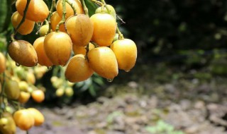 黄皮能放多久 黄皮能放多久啊