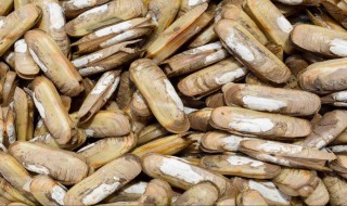 活蛏子怎么清洗才干净 如何清洗活蛏子