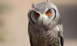 猫头鹰的寓意及象征是什么 关于猫头鹰的寓意及象征