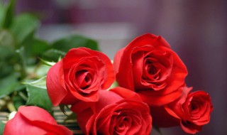 不同玫瑰的数量代表什么含义 不同数量的玫瑰各代表什么意思