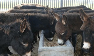 驴的饲养技术是什么 驴的饲养技术是怎样的