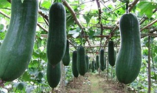 黑皮冬瓜怎么栽种 黑皮冬瓜栽种的方法