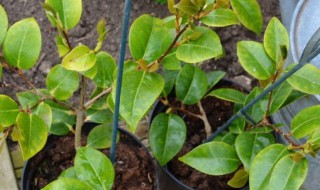 鹅掌木扦插繁殖方法是什么 鹅掌木如何扦插