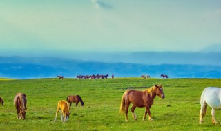 天苍苍野茫茫风吹草低见牛羊的诗意是什么意思 敕勒歌原文理解