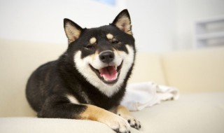 阿拉斯加和哈士奇区别是什么 阿拉斯加和哈士奇有什么不同