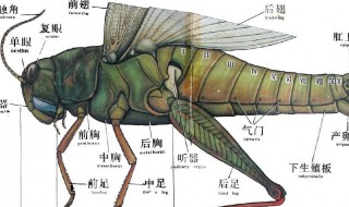 节肢动物的主要特征是什么 节肢动物的主要特征