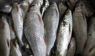 钓鲮鱼有什么技巧 钓鲮鱼技巧