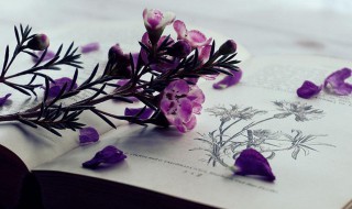 司空见惯中司空是什么意思 司空见惯中司空解释