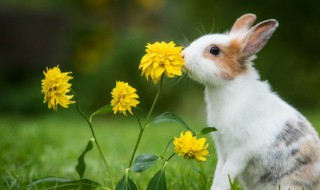 兔子拔毛做窝多久会生 兔子拔毛做窝会生产的时间