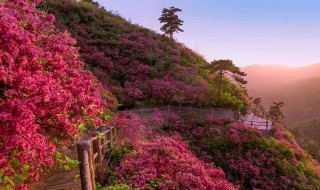 待到山花烂漫时下一句是什么 待到山花烂漫时原文介绍