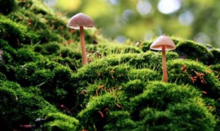 地上的青苔怎么快速清除 地上的青苔清除技巧