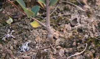 怎样种油茶树才是正确的 按如下方法种植油茶树才是正确的