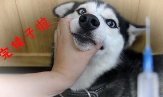 女生说完犊子是什么意思 女生说完犊子解释