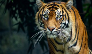 稳如泰山心不乱是什么生肖 稳如泰山心不乱是何生肖