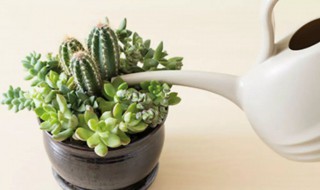 夏天如何正确地给多肉浇水 给多肉浇水的方法