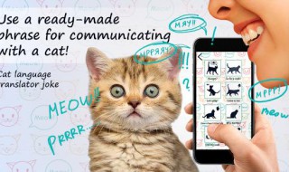 meow什么意思中文 meow单词造句介绍