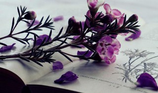 buddy什么意思中文 buddy解释