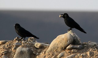 乌鸦的寓意 关于乌鸦的寓意