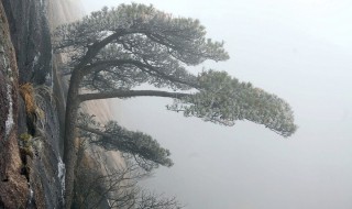 雾松的寓意 关于雾松的寓意介绍
